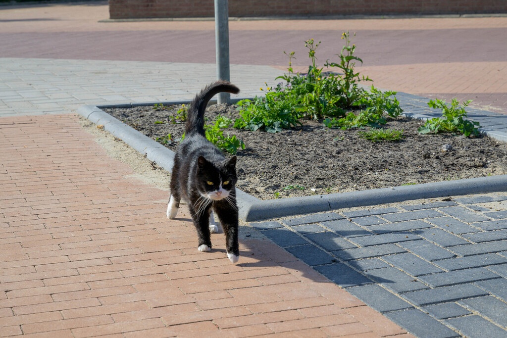 412059 gazonband met kat