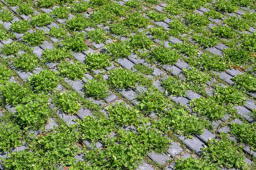 mbi klimaatadaptieve bestrating ncb steen type 1 2 het groene woud middelburg 36 